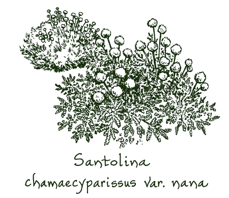 Santolina chamaecyparissus