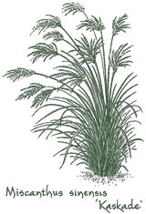 <i>Miscanthus sinensis</i> ‘Kaskade’