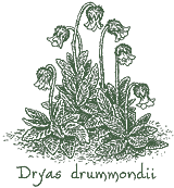 <i>Dryas drummondii</i>