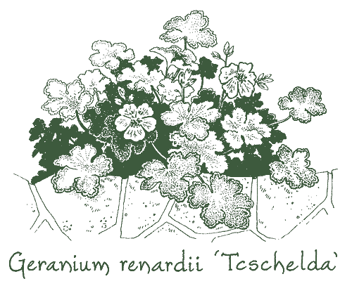 Geranium renardii ‘Tcschelda’