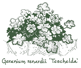 <i>Geranium renardii</i> ‘Tcschelda’