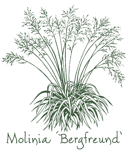 Molinia caerulea ‘Bergfreund’