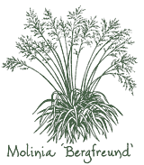<i>Molinia caerulea</i> ssp. <i>arundinacea</i> ‘Bergfreund’