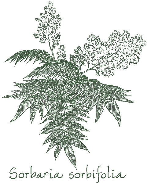 Sorbaria sorbifolia