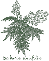 <i>Sorbaria sorbifolia</i>