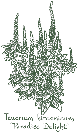 <i>Teucrium hircanicum</i> ‘Paradise Delight’