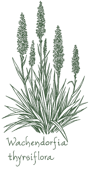 Wachendorfia thyrsiflora