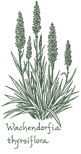 <i>Wachendorfia thyrsiflora</i>