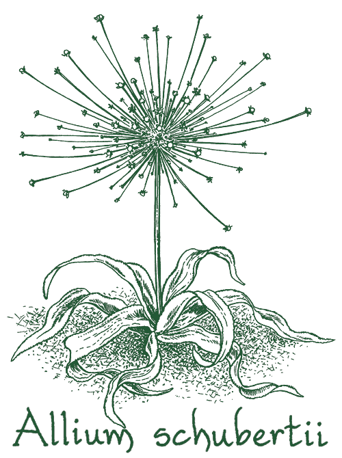 Allium schubertii