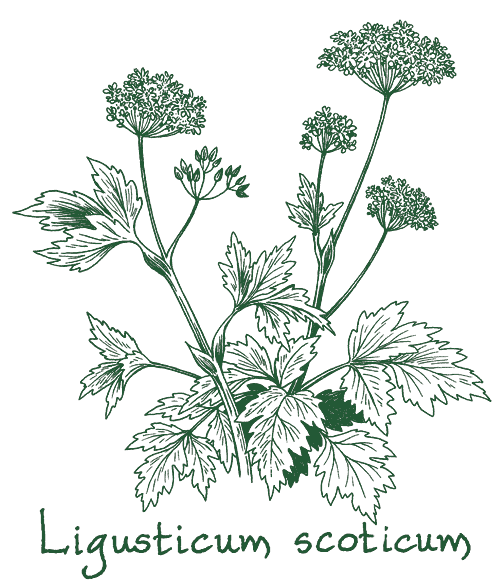 Ligusticum scoticum