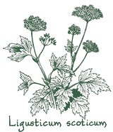<i>Ligusticum scoticum</i>