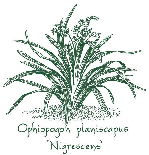 Ophiopogon planiscapus ‘Nigrescens’