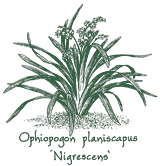 <i>Ophiopogon planiscapus</i> ‘Nigrescens’