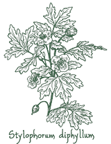 <i>Stylophorum diphyllum</i>
