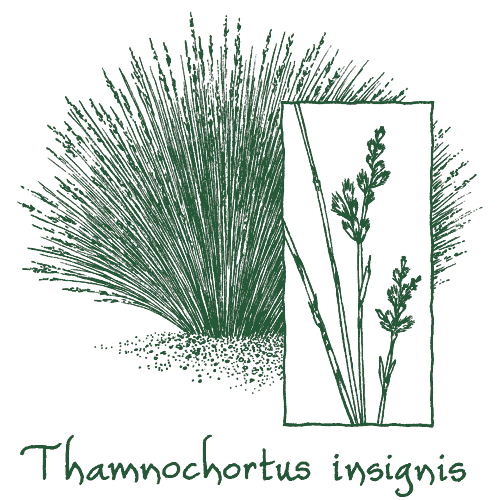 Thamnochortus insignis