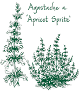 <i>Agastache aurantiaca</i> ‘Apricot Sprite’