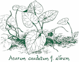 <i>Asarum caudatum f. album</i>