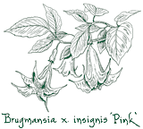 <i>Brugmansia</i> x <i>x insignis</i> ‘Pink’