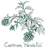 <i>Cestrum</i> ‘Newellii’