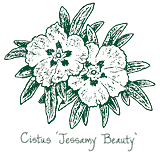 <i>Cistus</i> ‘Jessamy Beauty’