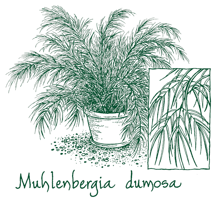 Muhlenbergia dumosa