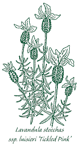 <i>Lavandula stoechas</i> ssp. <i>luisieri</i> ‘Tickled Pink’