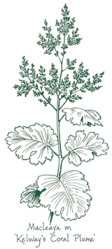 <i>Macleaya microcarpa</i> ‘Kelway’s Coral Plume’