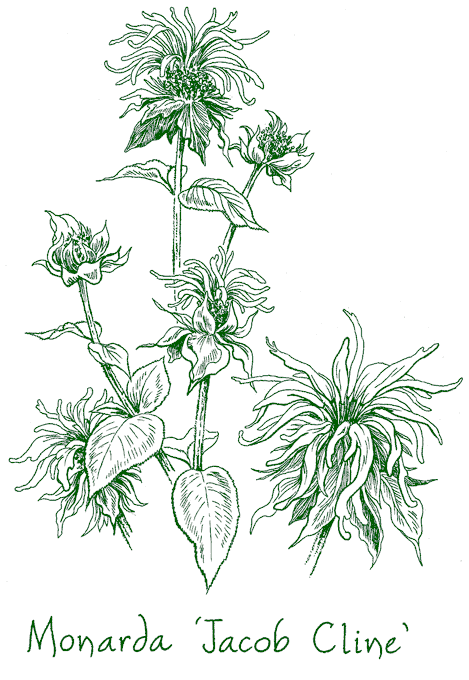 Monarda didyma ‘Jacob Cline’