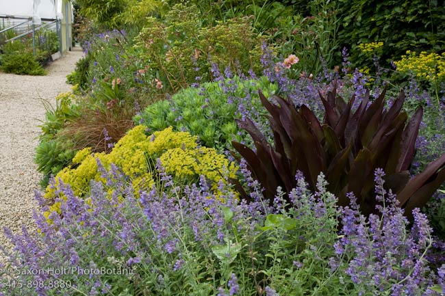 Digging Dog Plant Nursery Perennial Border