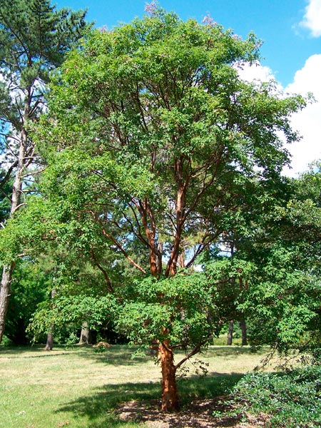 Acer griseum