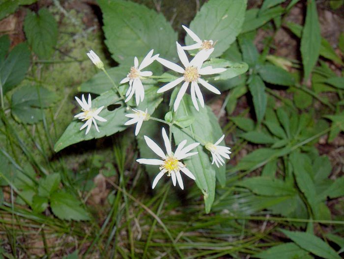 Aster divaricatus