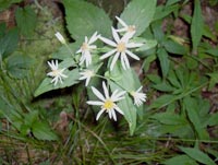 Aster divaricatus