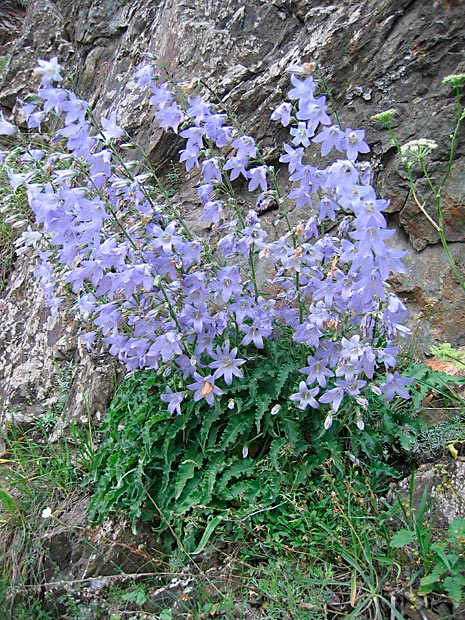 Campanula sarmatica