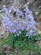 <i>Campanula sarmatica</i>