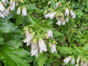 <i>Campanula takesimana</i>