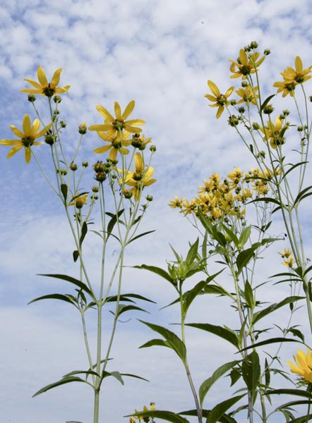 <i>Coreopsis tripteris</i>