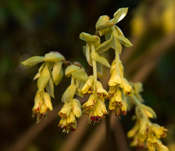 Corylopsis pauciflora