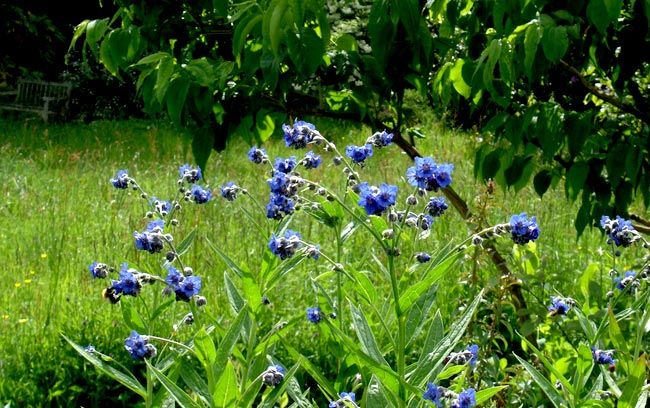 Cynoglossum nervosum