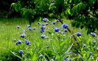 <i>Cynoglossum nervosum</i>