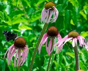 <i>Echinacea pallida</i>