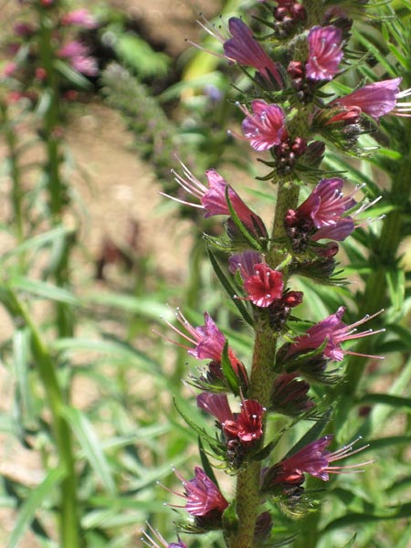 <i>Echium russicum</i>