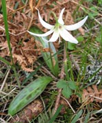 <i>Erythronium oregonum</i>