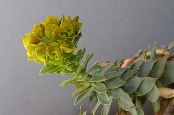 Euphorbia myrsinites