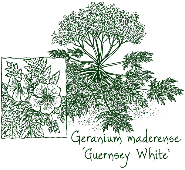 Geranium maderense ‘Guernsey White’