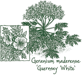 <i>Geranium maderense</i> ‘Guernsey White’