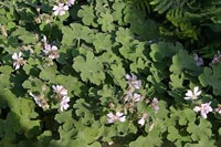 <i>Geranium renardii</i>