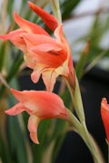 <i>Gladiolus dalenii</i>
