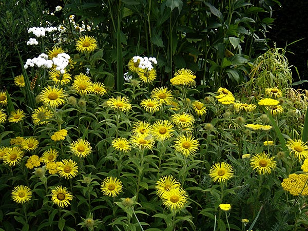 Inula hookeri