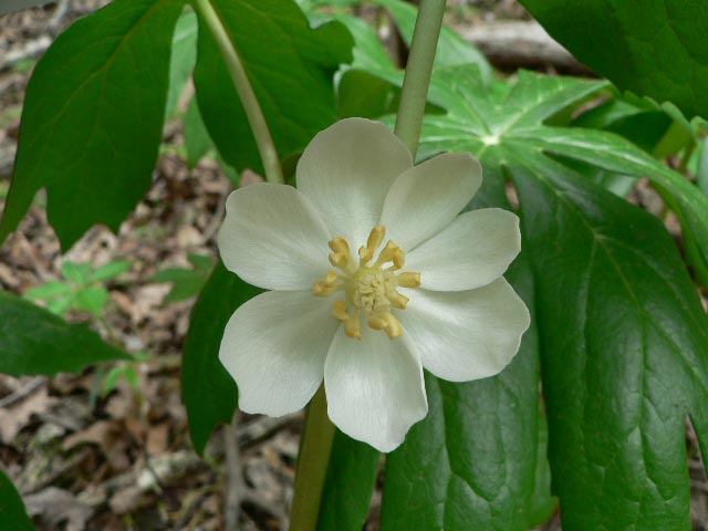 Podophyllum pelatum