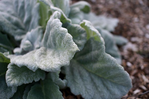 <i>Salvia argentea</i>